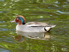 Eurasian Teal