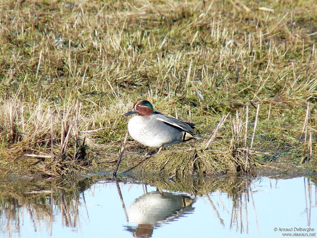 Eurasian Teal