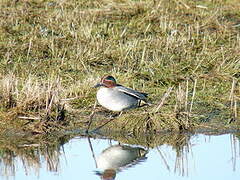 Eurasian Teal