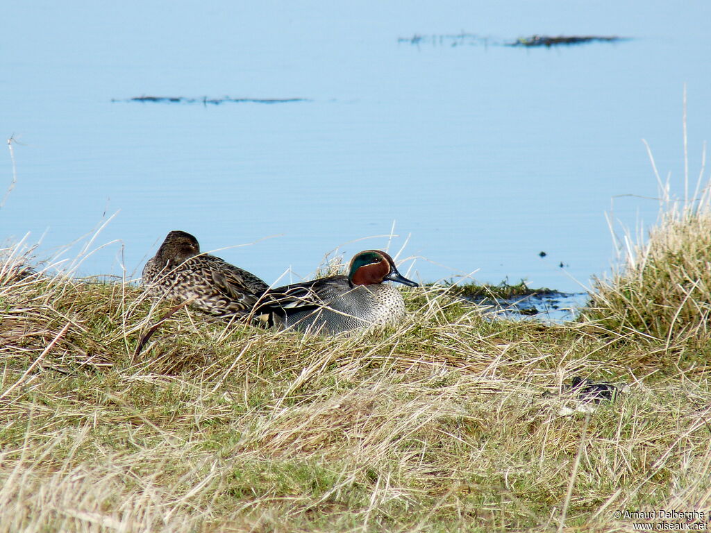 Eurasian Teal