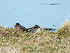 Eurasian Teal