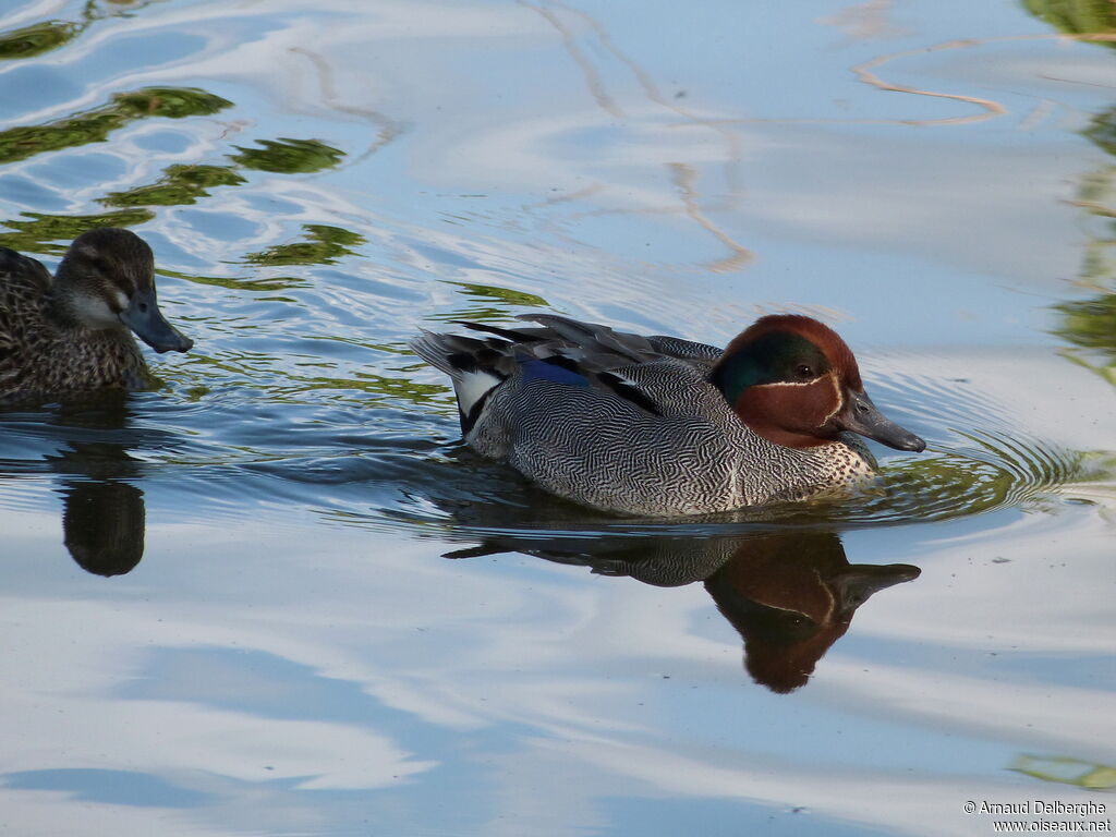 Eurasian Teal