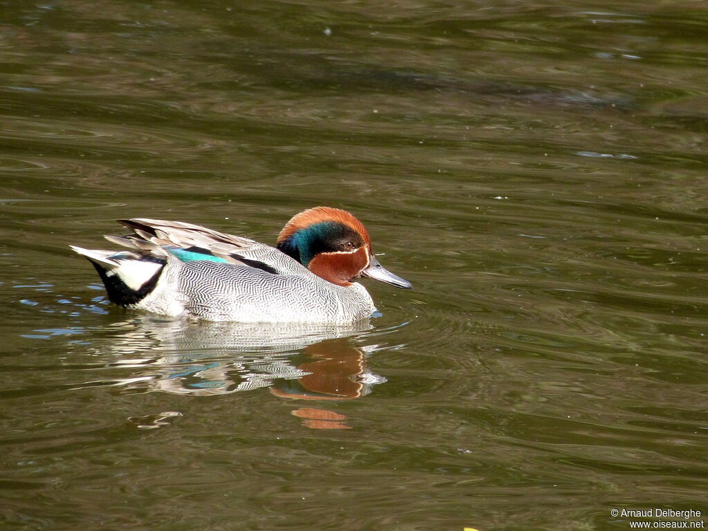 Eurasian Teal