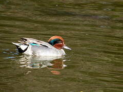 Eurasian Teal