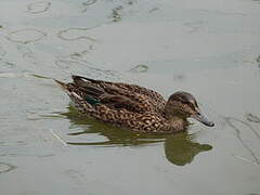 Eurasian Teal