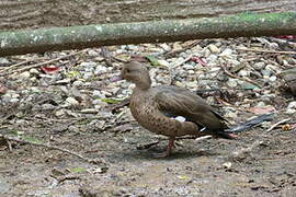 Bernier's Teal