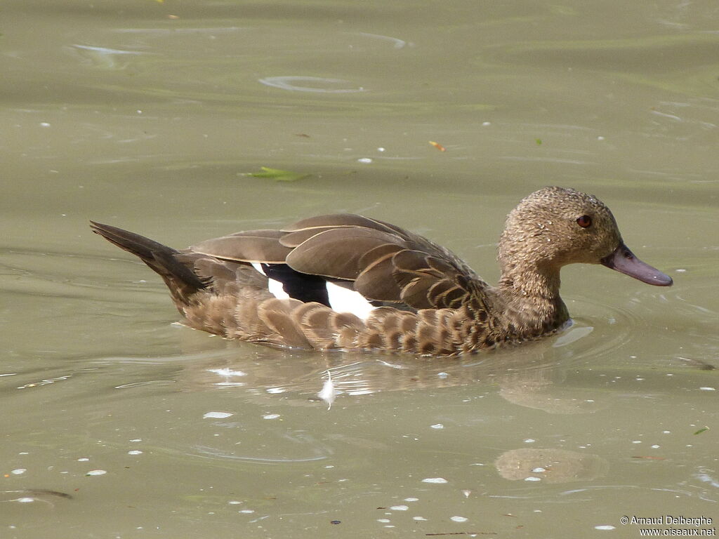 Sarcelle de Bernier