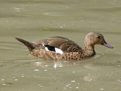 Bernier's Teal