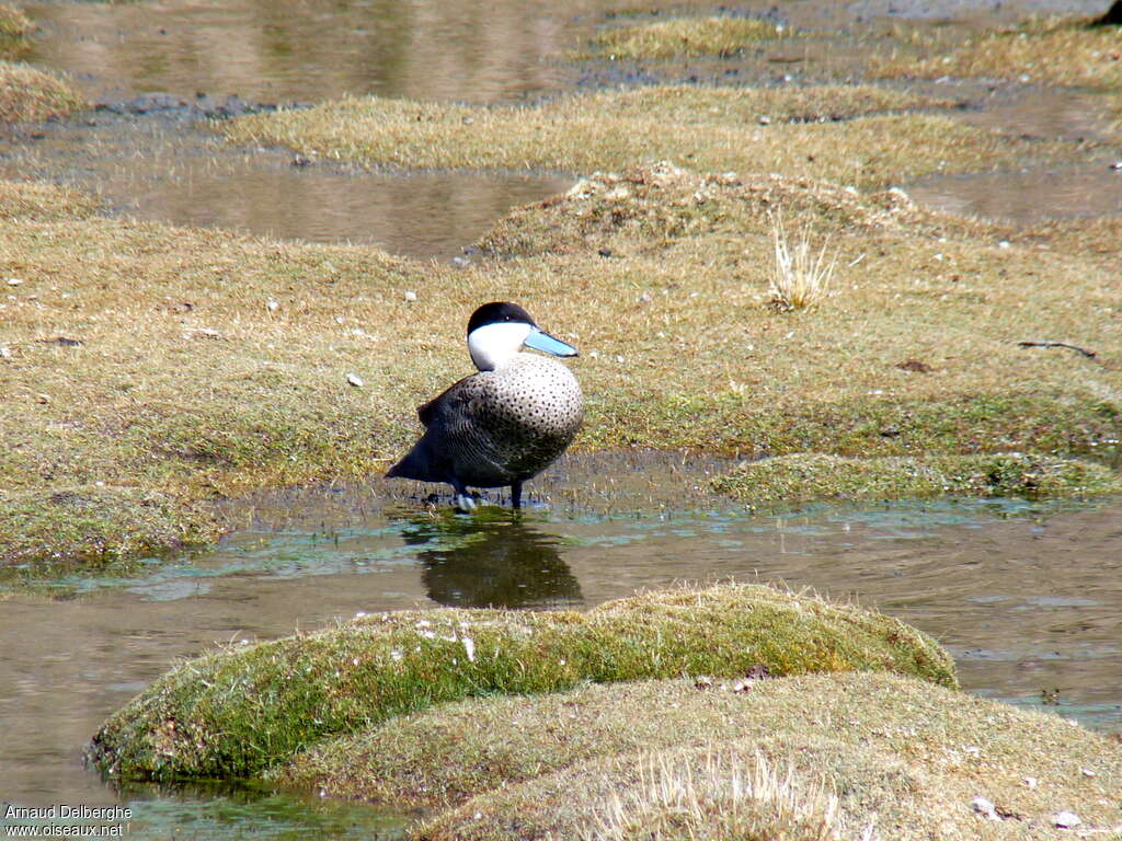 Sarcelle du punaadulte, habitat