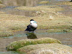 Puna Teal