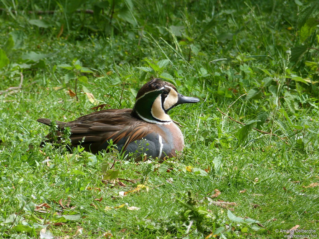 Baikal Teal