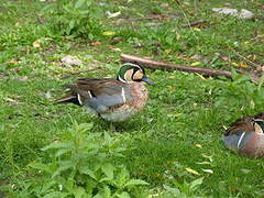 Baikal Teal