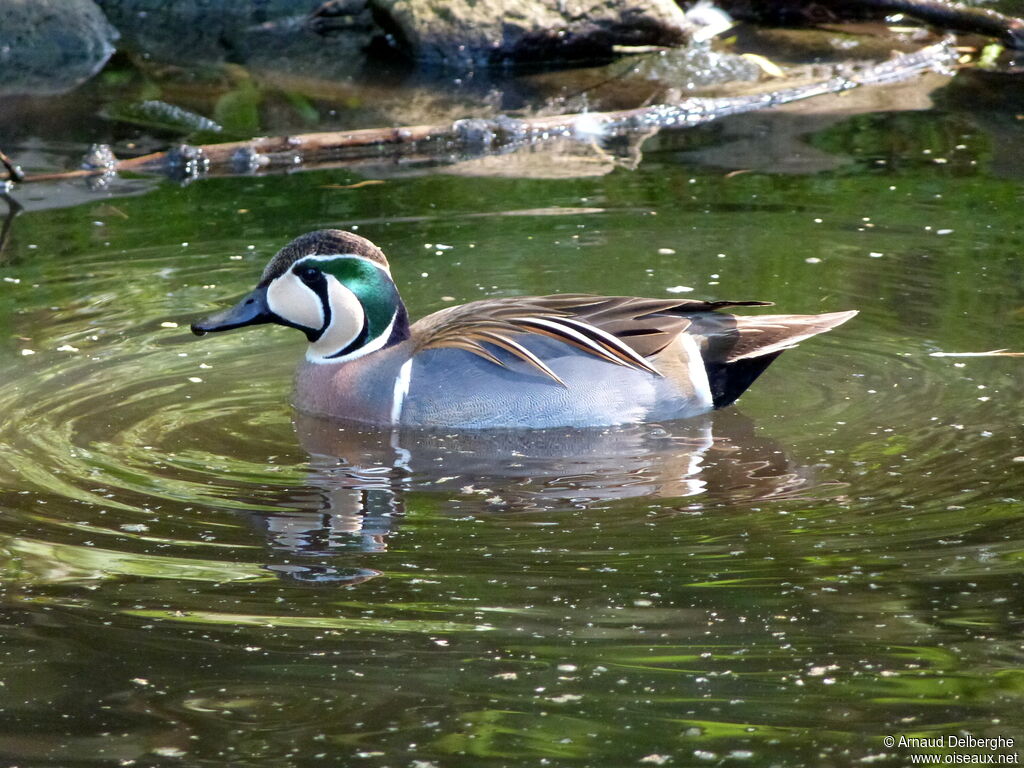 Baikal Teal