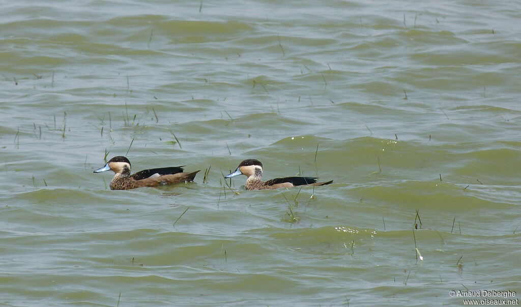 Hottentot Teal