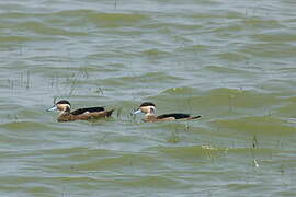 Blue-billed Teal