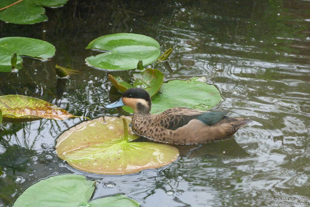 Blue-billed Teal