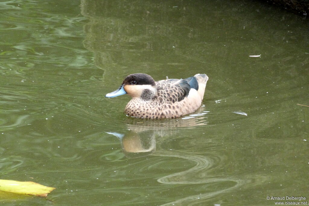 Blue-billed Teal