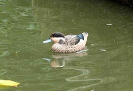 Blue-billed Teal