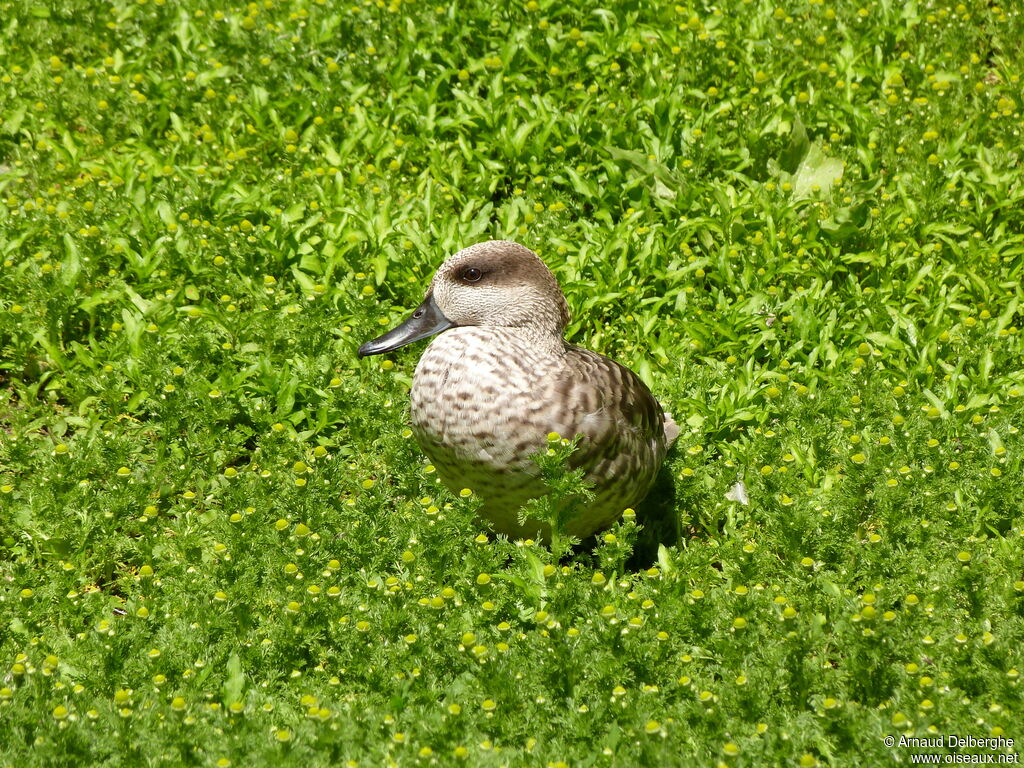 Marbled Duck