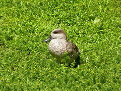 Marbled Duck