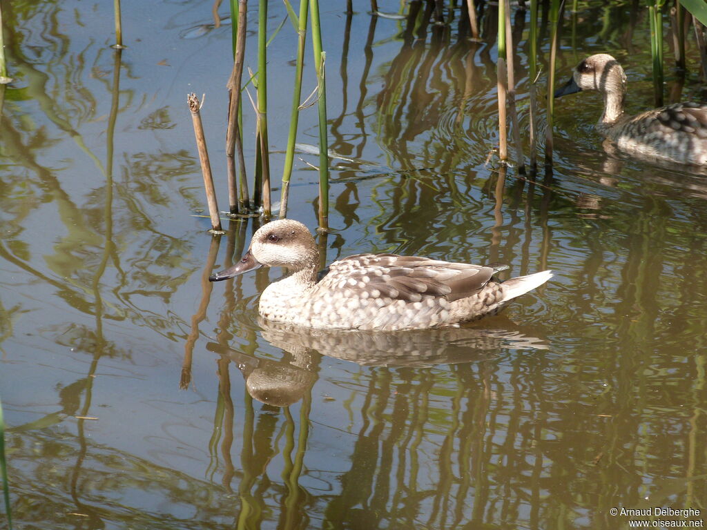 Marbled Duck