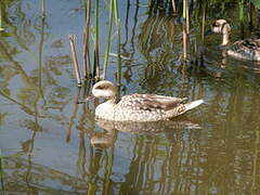 Marbled Duck