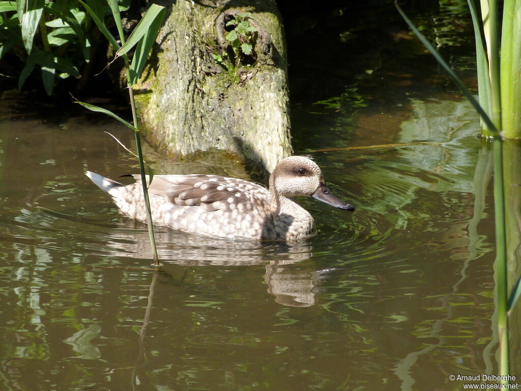 Marbled Duck