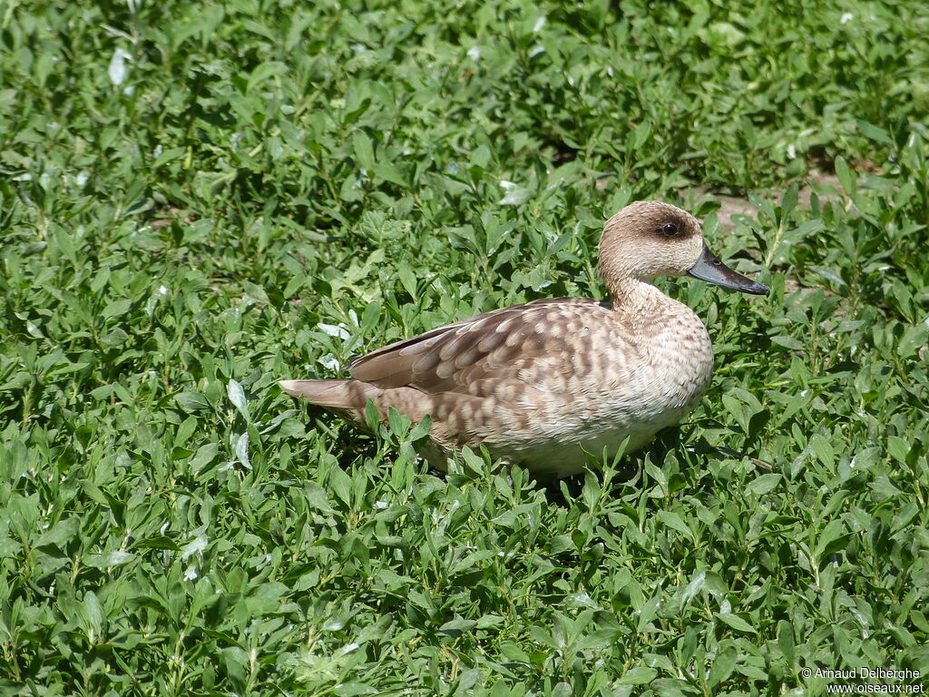 Marbled Duckadult, identification