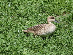 Marbled Duck