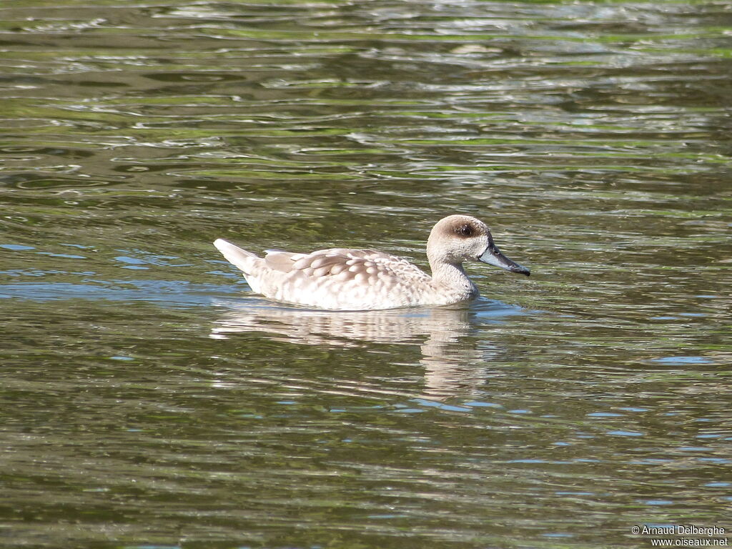 Marbled Duck