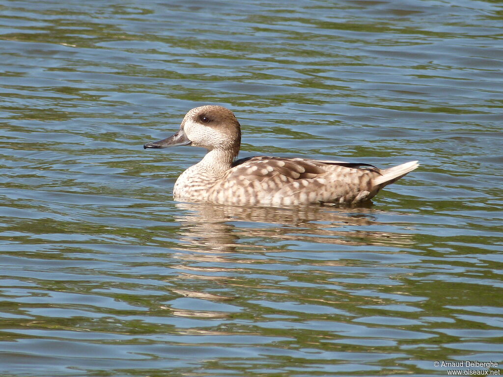 Marbled Duck