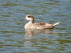 Marbled Duck