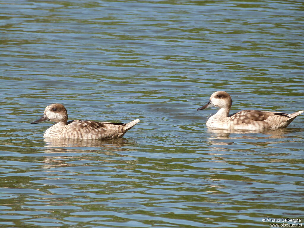 Marbled Duck