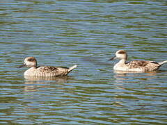 Marbled Duck