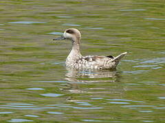 Marbled Duck