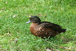 Chestnut Teal