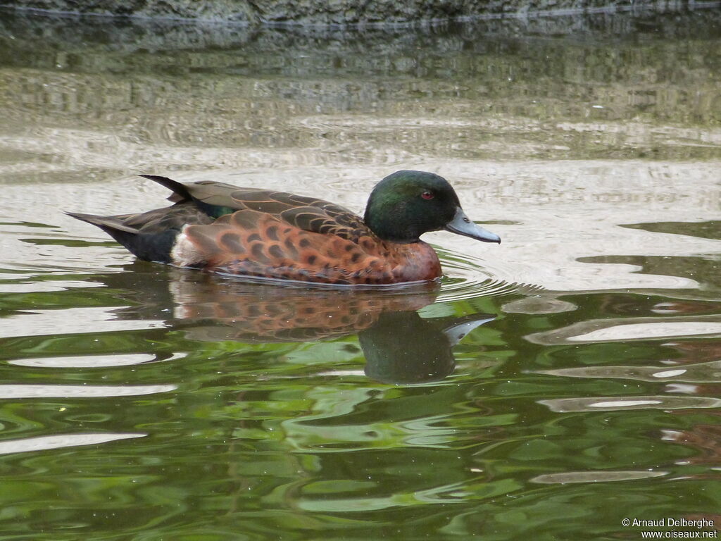 Chestnut Teal