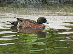 Chestnut Teal