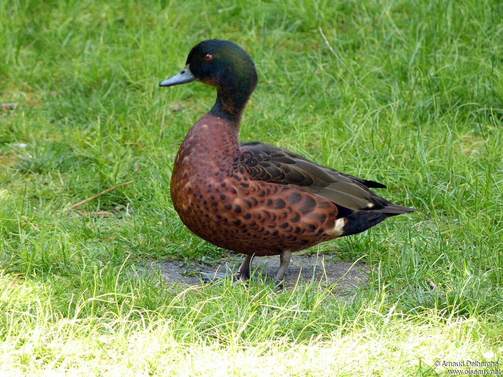 Sarcelle rousse mâle adulte, identification