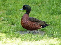 Chestnut Teal