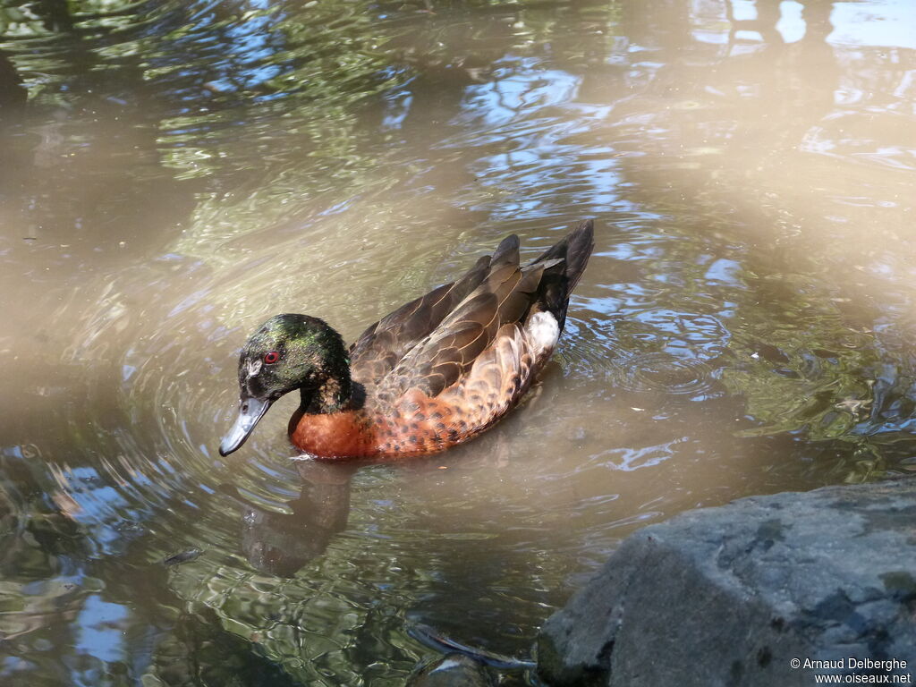 Chestnut Teal