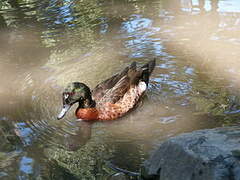 Chestnut Teal