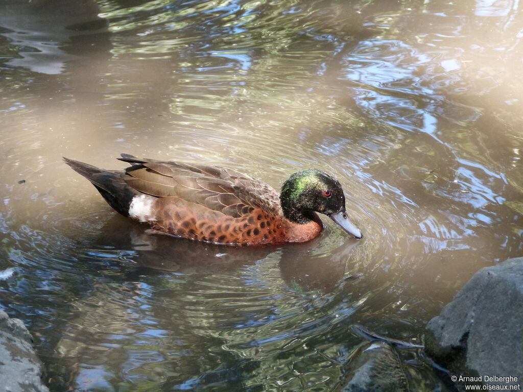 Chestnut Teal