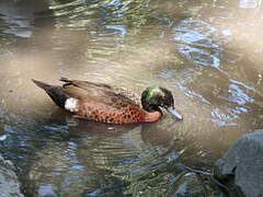 Chestnut Teal