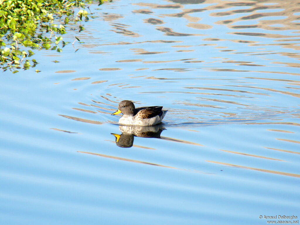 Yellow-billed Teal