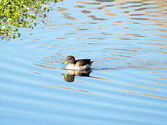 Yellow-billed Teal