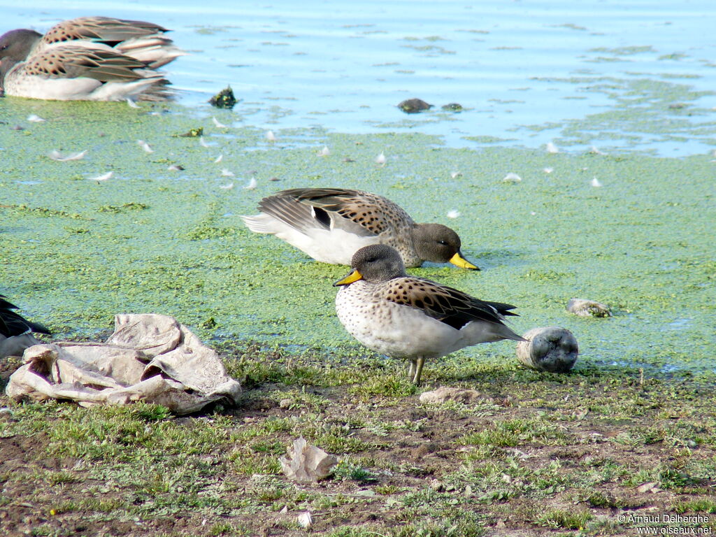 Yellow-billed Teal