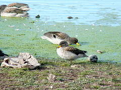 Yellow-billed Teal