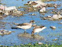 Yellow-billed Teal