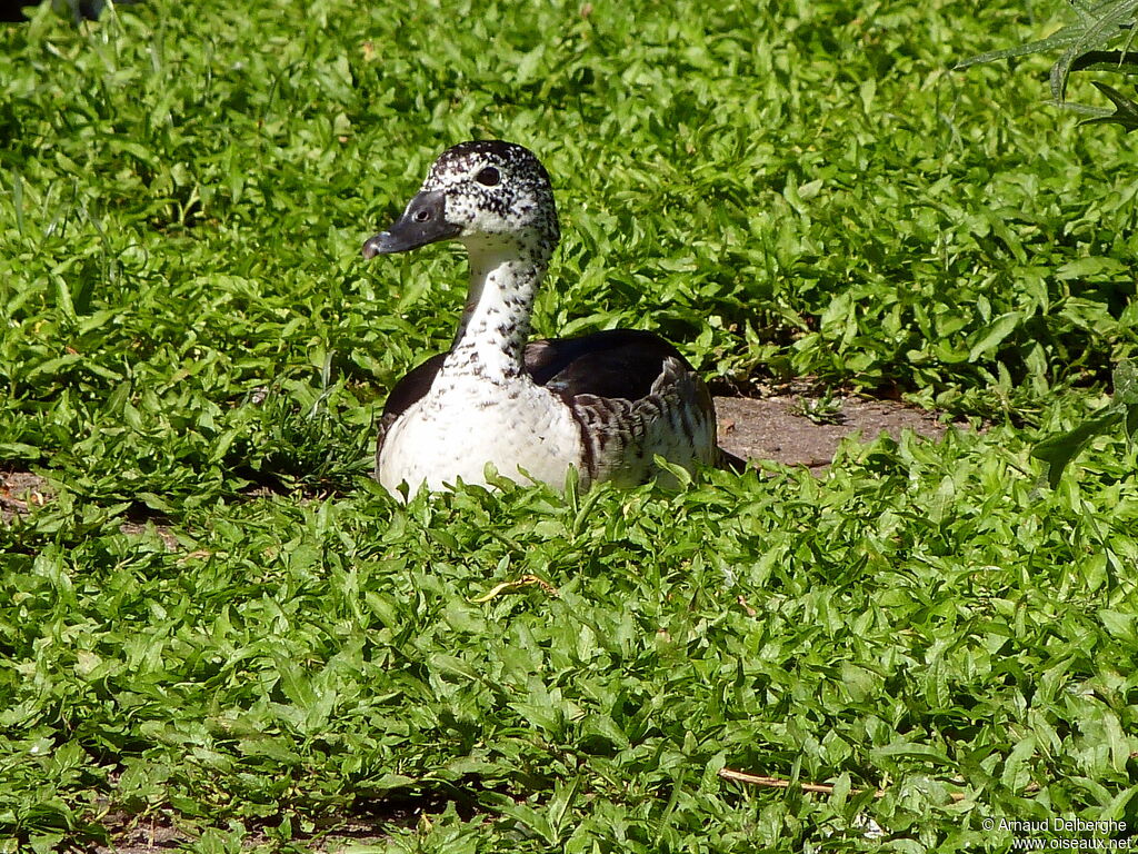 Comb Duck